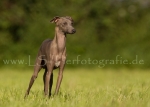 31 Windhund-Trio